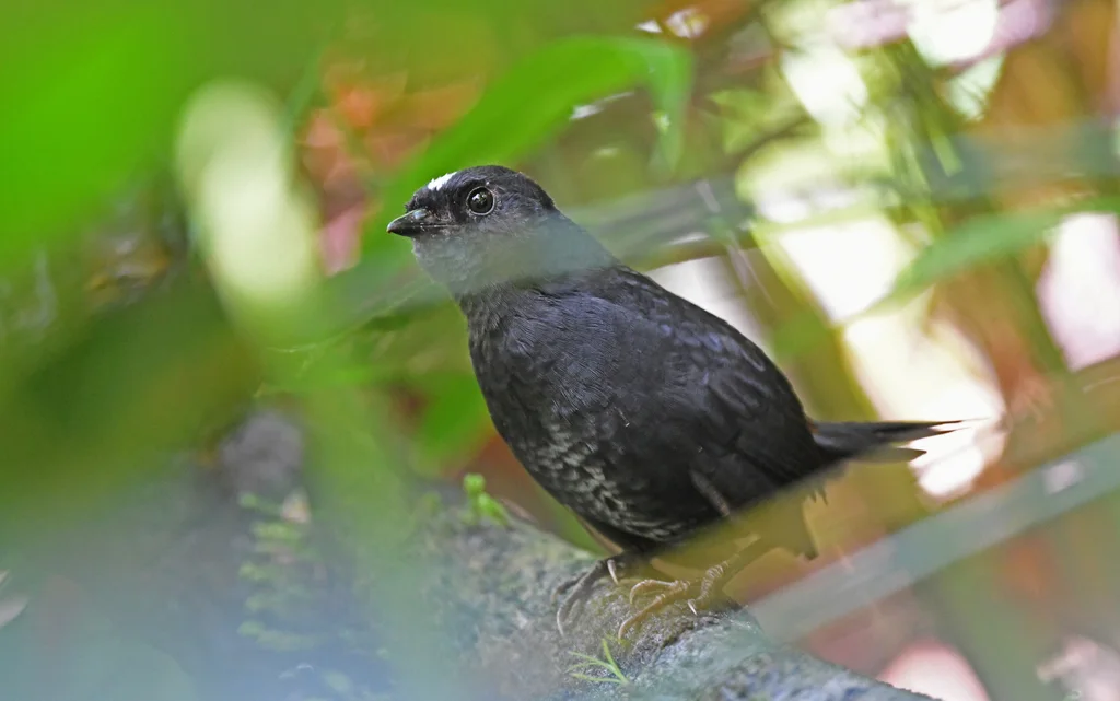 白冠窜鸟(Scytalopus atratus)