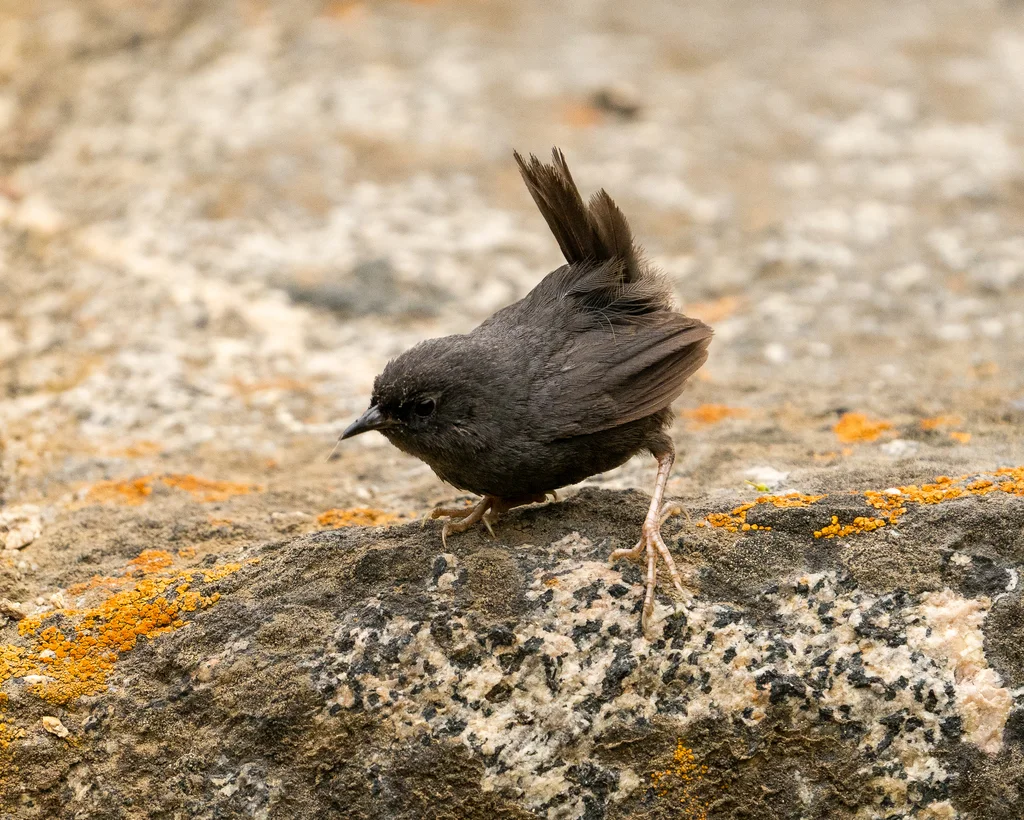 暗黑窜鸟（Scytalopus fuscus）