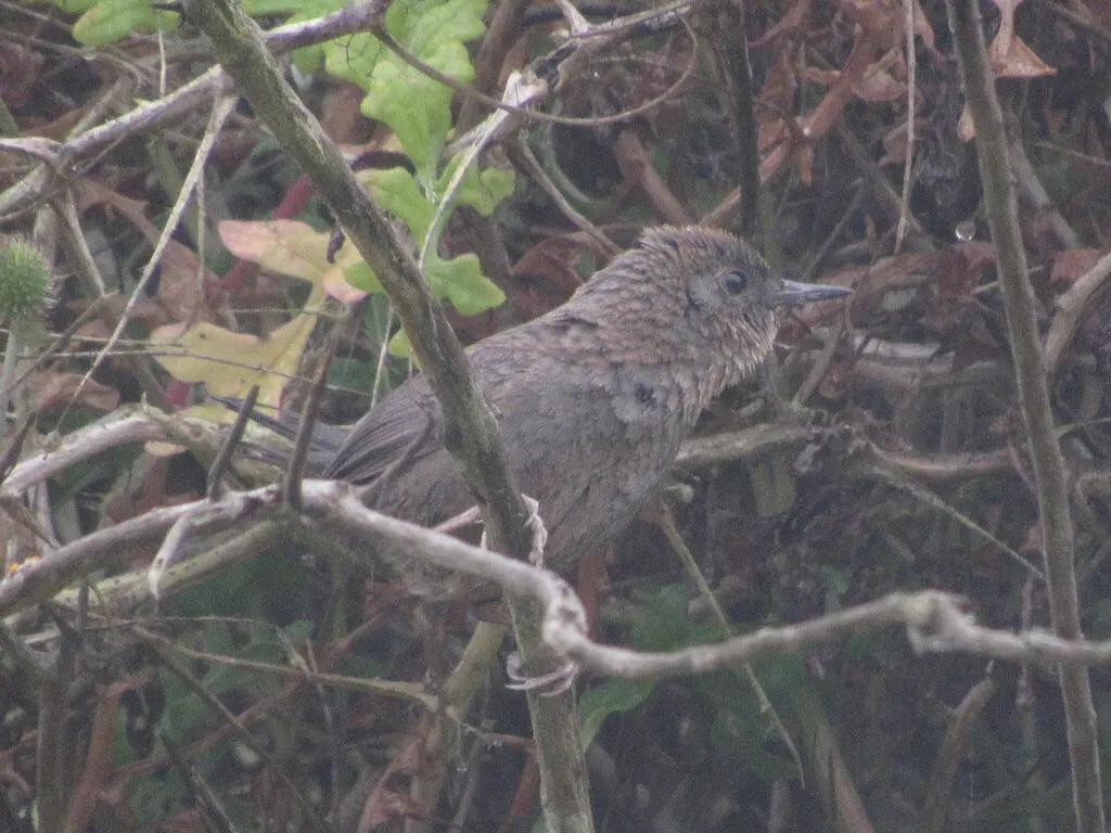 暗黑窜鸟（Scytalopus fuscus）