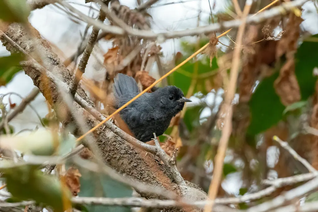 暗黑窜鸟（Scytalopus fuscus）
