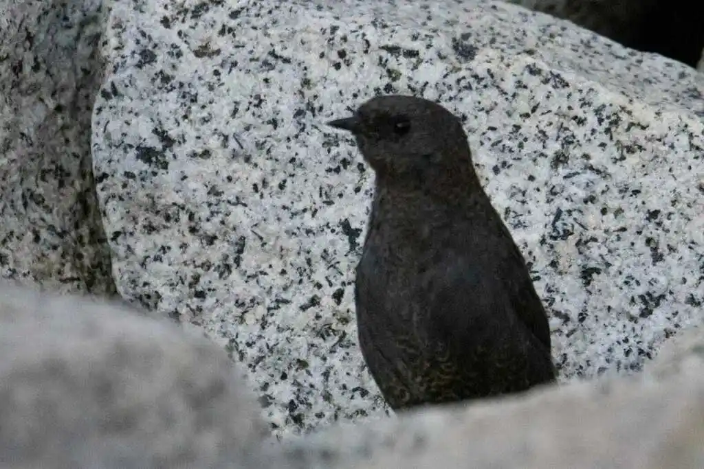 暗黑窜鸟（Scytalopus fuscus）