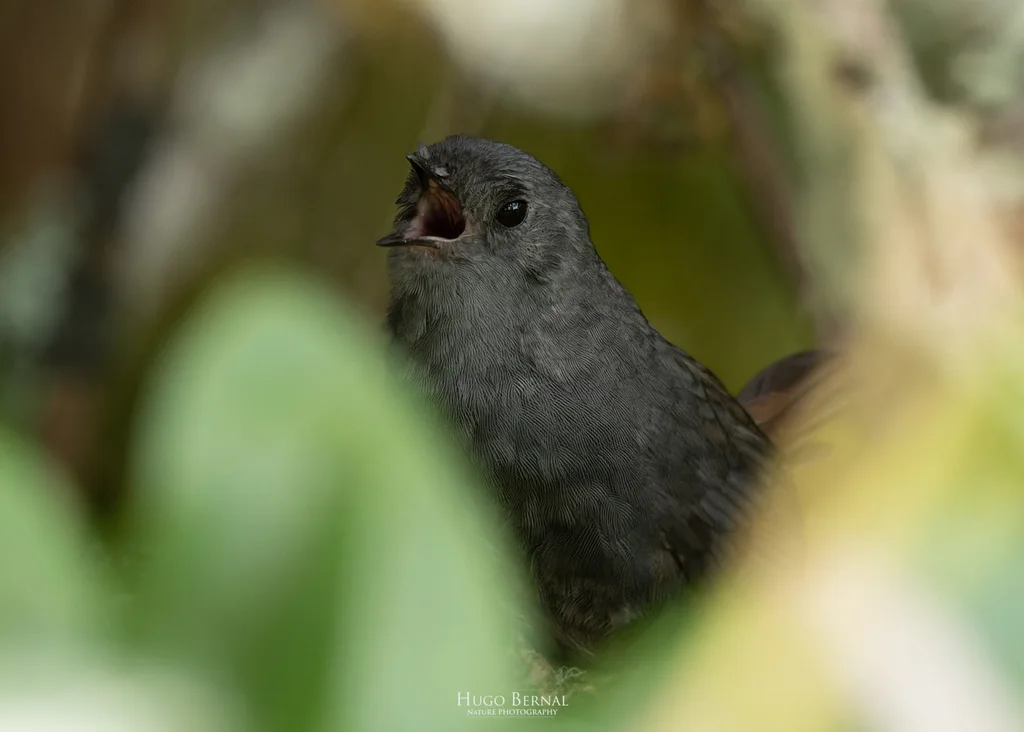 马托窜鸟(Scytalopus griseicollis)