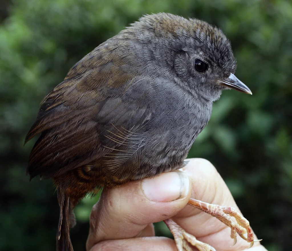 马托窜鸟(Scytalopus griseicollis)