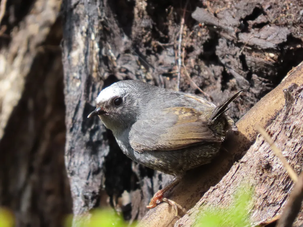 安第斯窜鸟(Scytalopus magellanicus)
