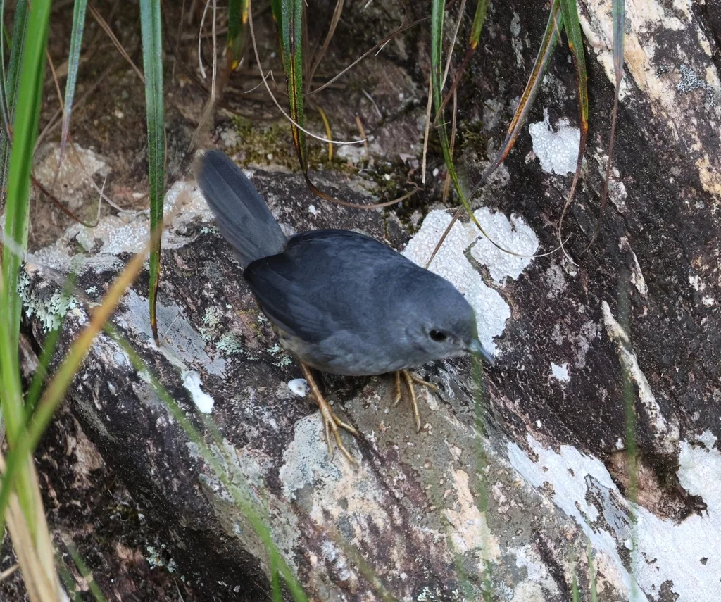 巴西窜鸟（Scytalopus novacapitalis）