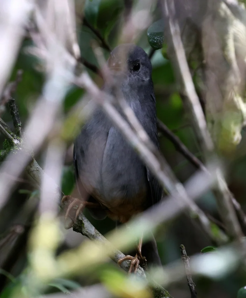 巴西窜鸟（Scytalopus novacapitalis）