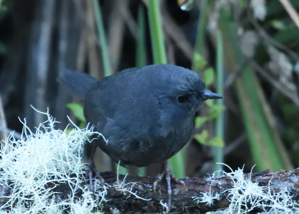 棕臀黑窜鸟(Scytalopus opacus)
