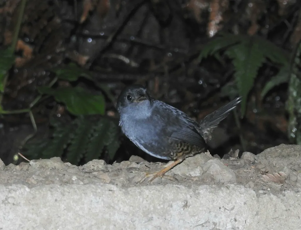 高原窜鸟（Scytalopus pachecoi）
