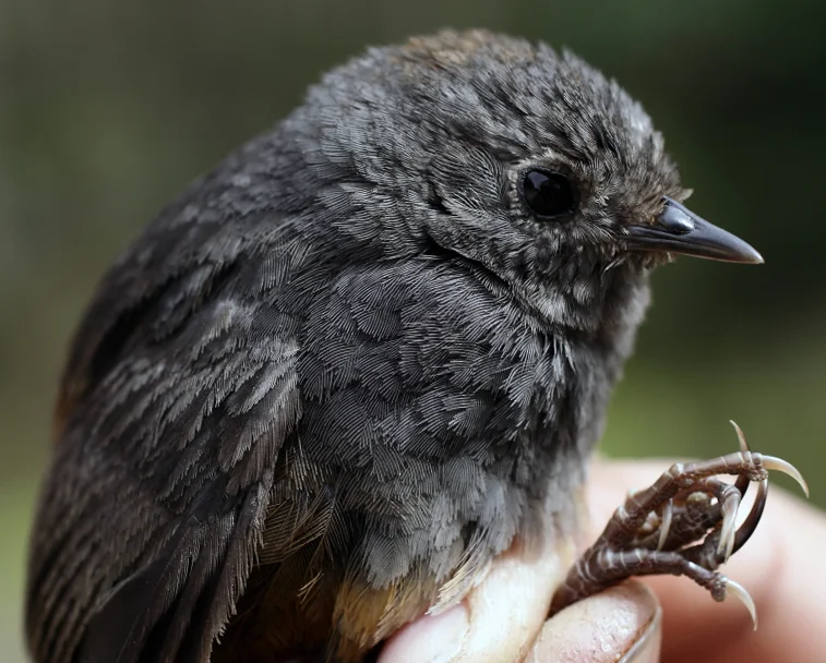 暗褐腰窜鸟(Scytalopus perijanus)