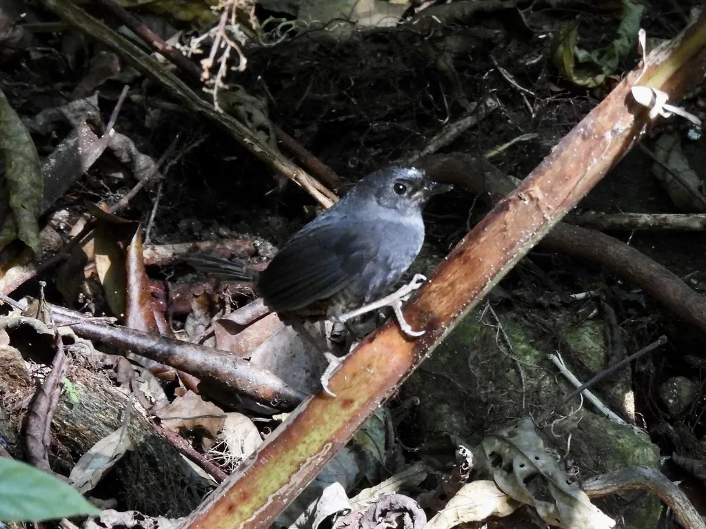 圣玛尔塔窜鸟(Scytalopus sanctaemartae)