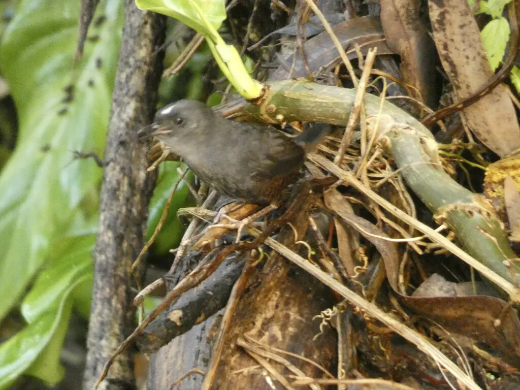 圣玛尔塔窜鸟(Scytalopus sanctaemartae)