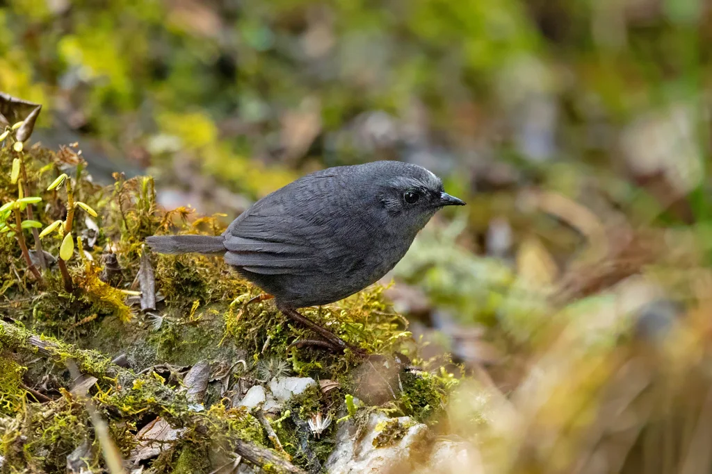 花冠窜鸟(Scytalopus schulenbergi)