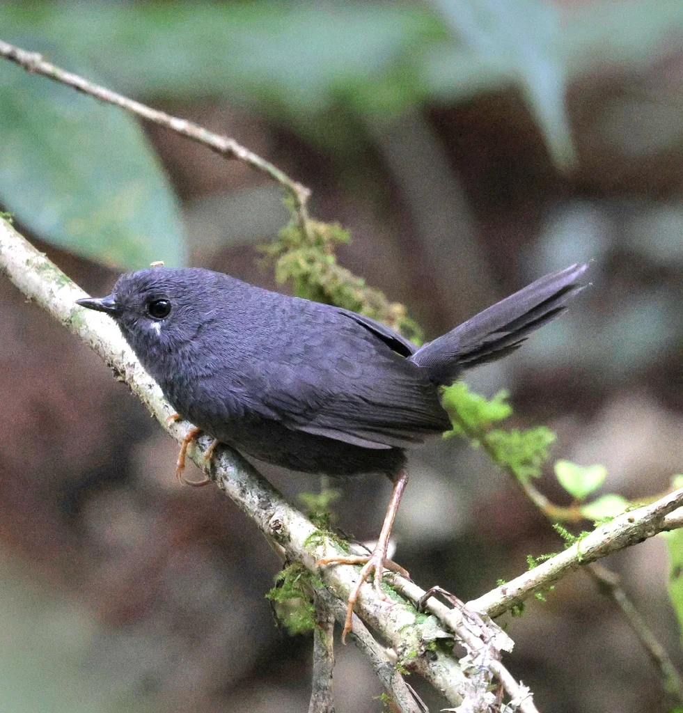 鼠色窜鸟(Scytalopus speluncae)