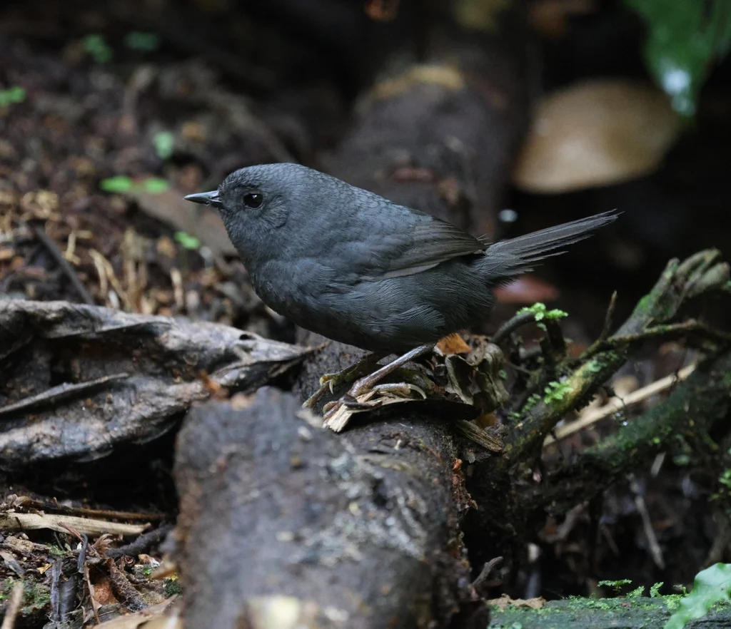 鼠色窜鸟(Scytalopus speluncae)