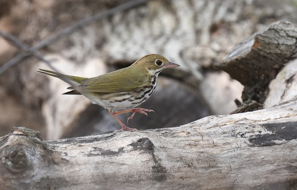 橙顶灶莺(Seiurus aurocapilla)