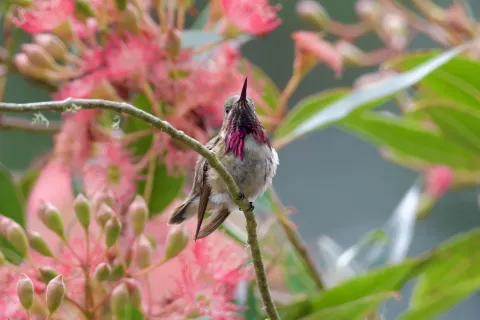 星蜂鸟