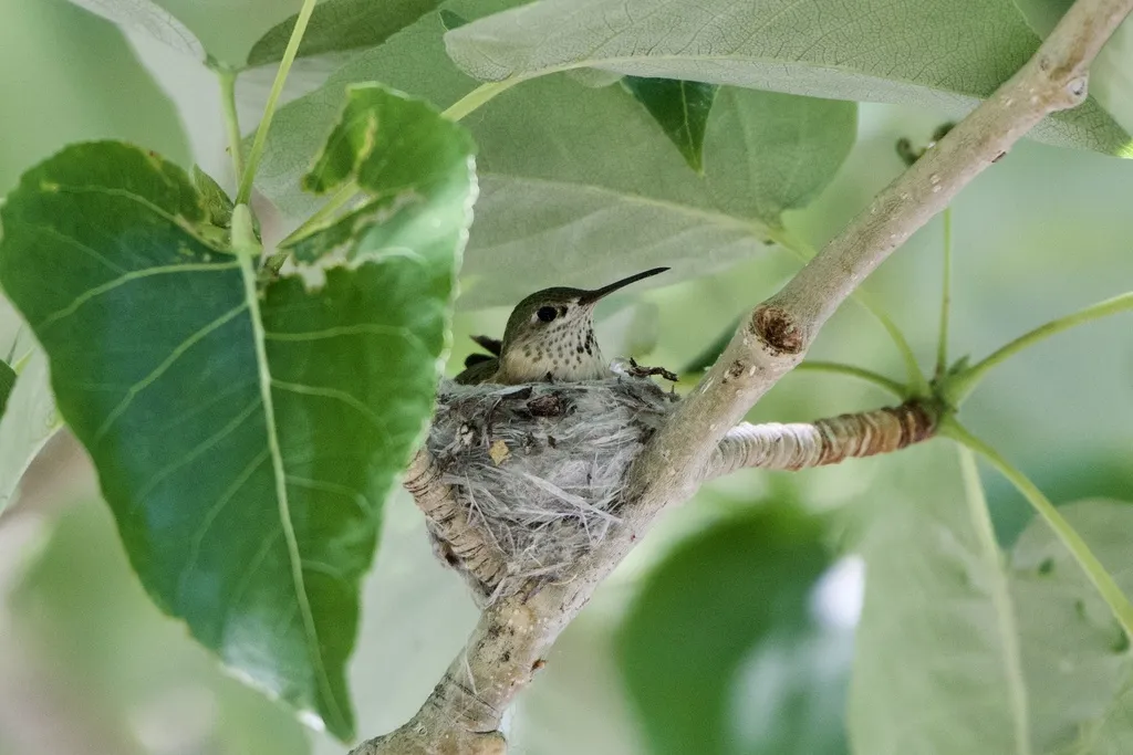 星蜂鸟(Selasphorus calliope)