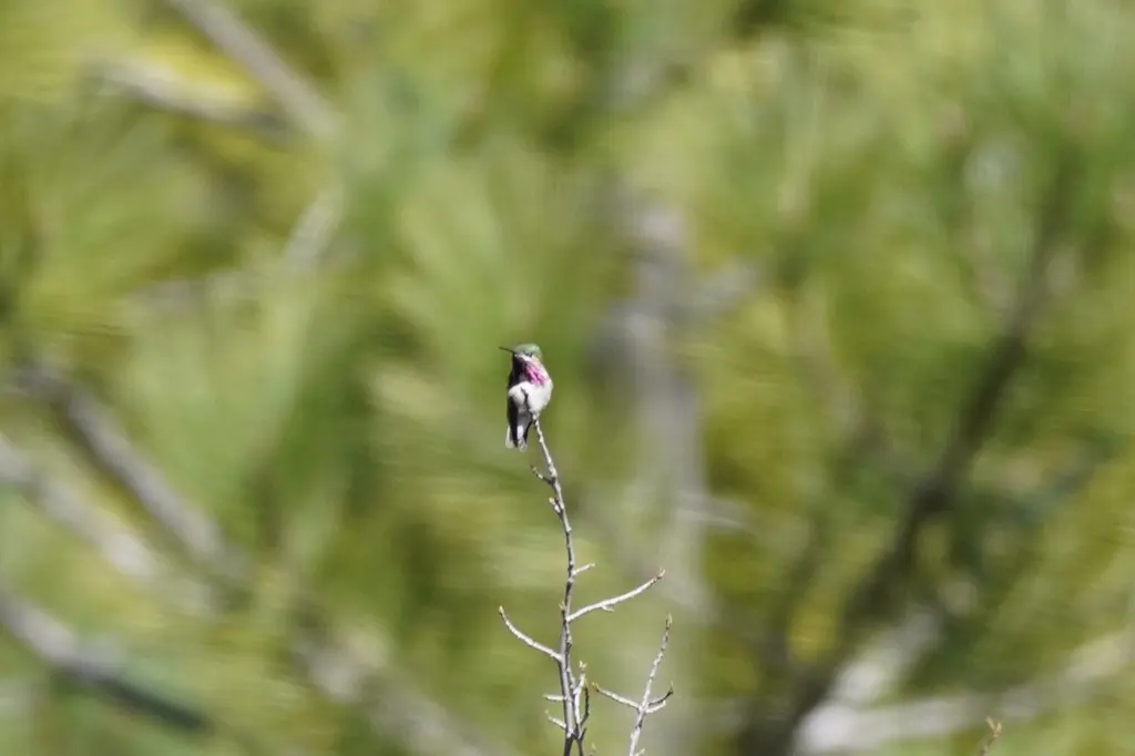 星蜂鸟(Selasphorus calliope)