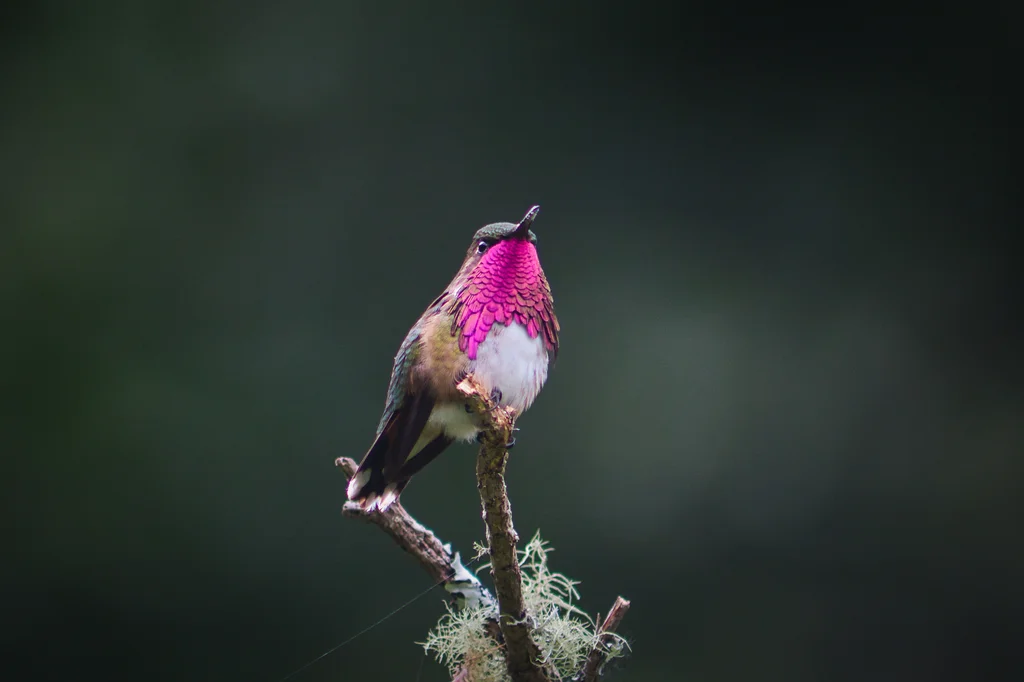 瑰喉蜂鸟(Selasphorus ellioti)