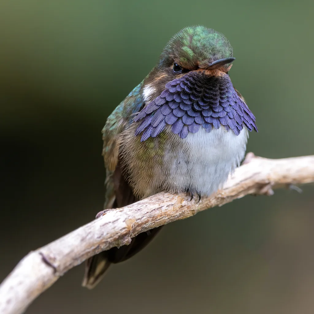 粉喉煌蜂鸟(Selasphorus flammula)