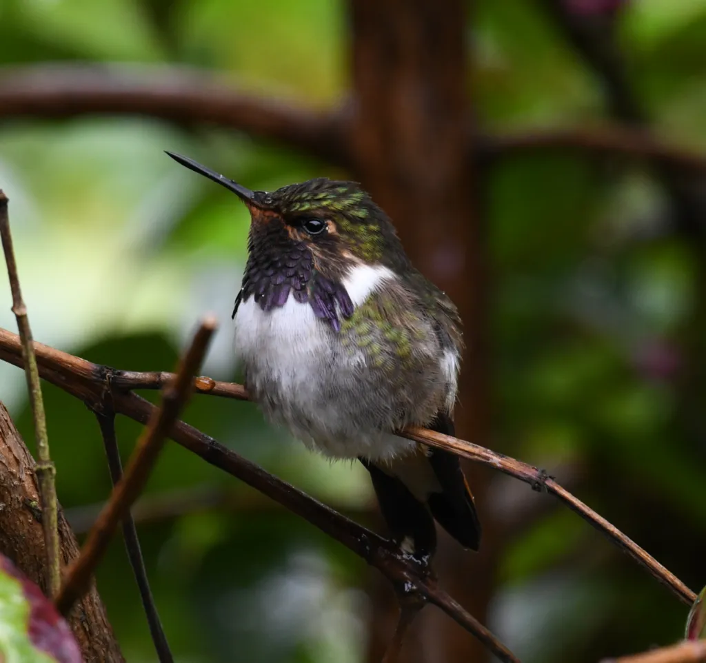 粉喉煌蜂鸟(Selasphorus flammula)