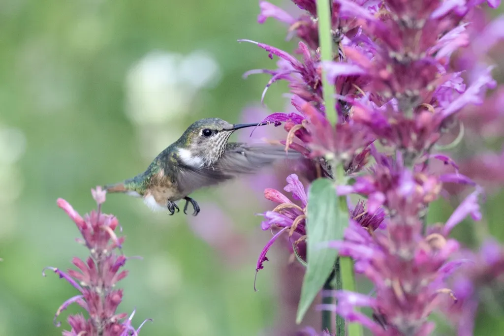 大瑰喉蜂鸟(Selasphorus heloisa)
