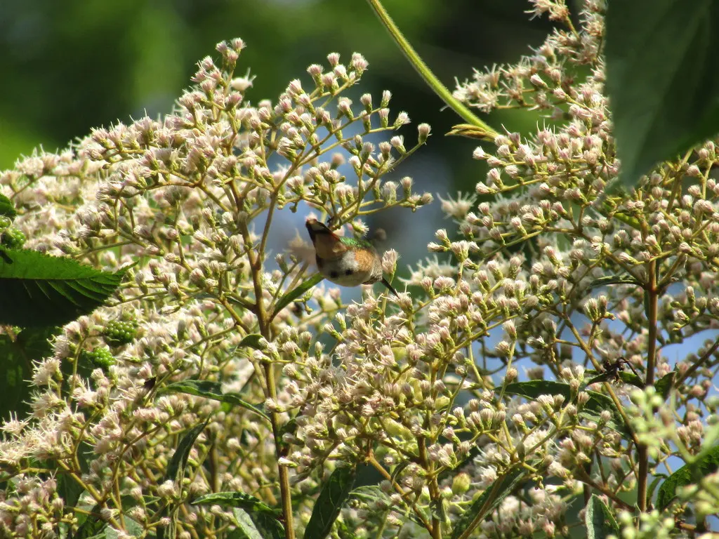 大瑰喉蜂鸟(Selasphorus heloisa)