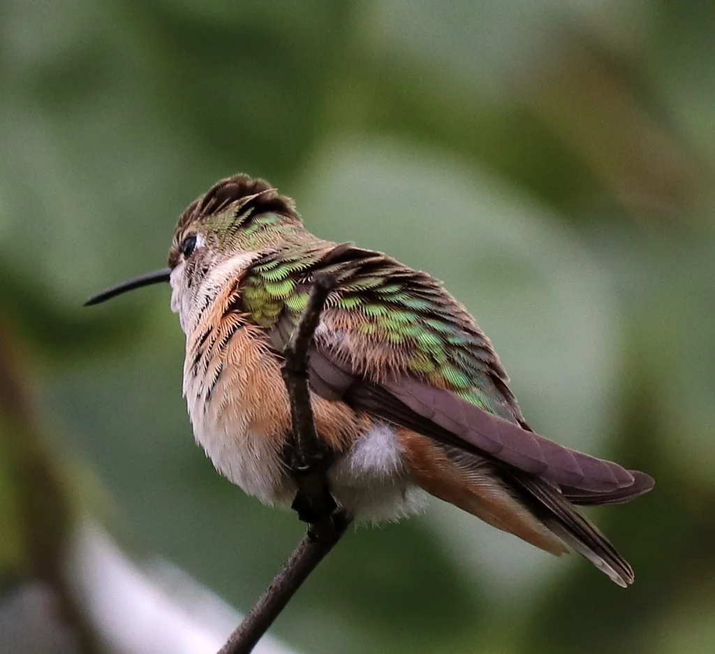 宽尾煌蜂鸟(Selasphorus platycercus)