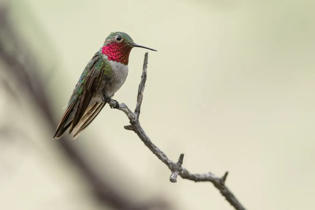 宽尾煌蜂鸟(Selasphorus platycercus)