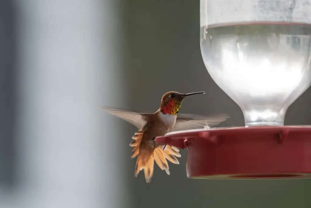 棕煌蜂鸟(Selasphorus rufus)