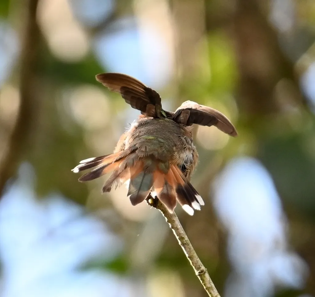 棕煌蜂鸟(Selasphorus rufus)