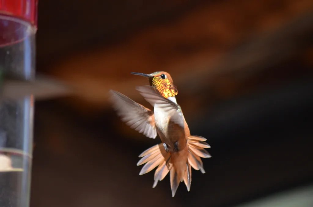 棕煌蜂鸟(Selasphorus rufus)