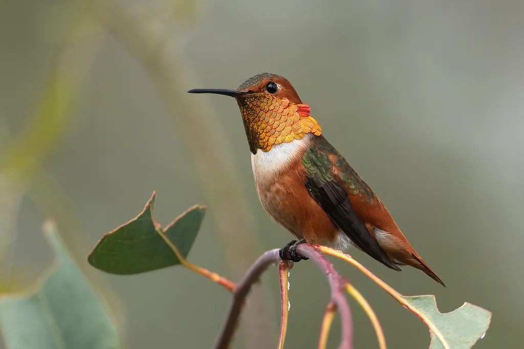 艾氏煌蜂鸟(Selasphorus sasin)