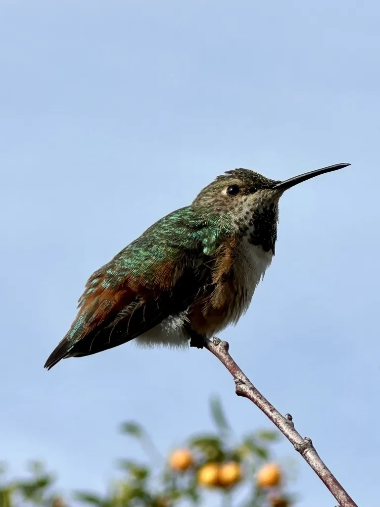 艾氏煌蜂鸟(Selasphorus sasin)