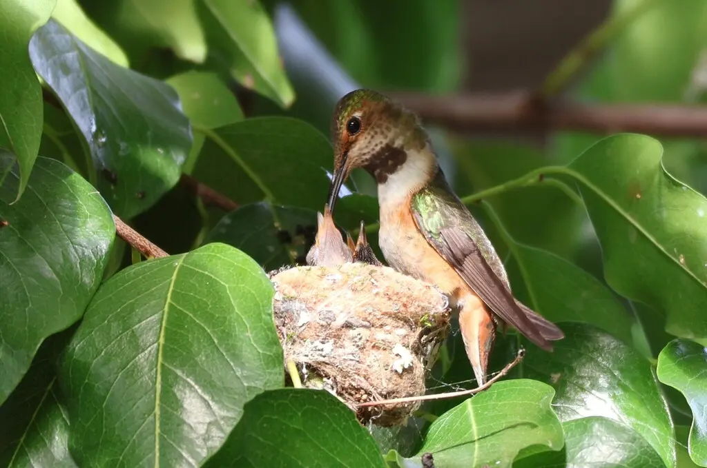 艾氏煌蜂鸟(Selasphorus sasin)