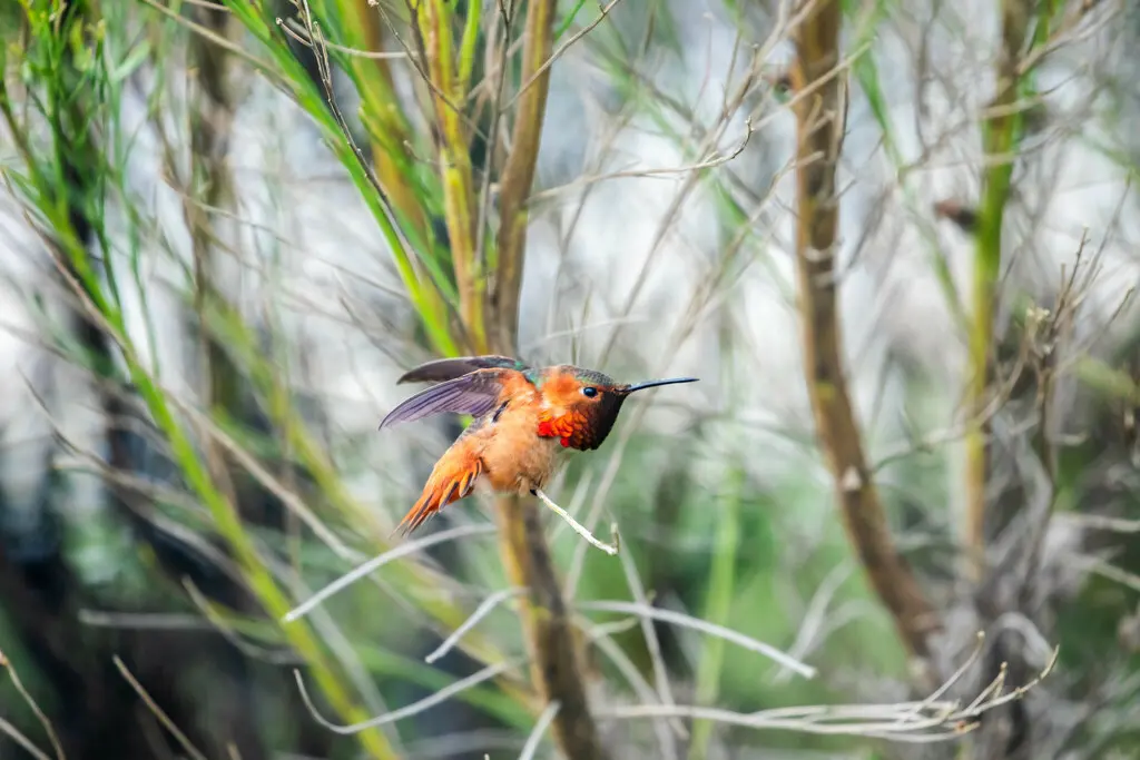 艾氏煌蜂鸟(Selasphorus sasin)