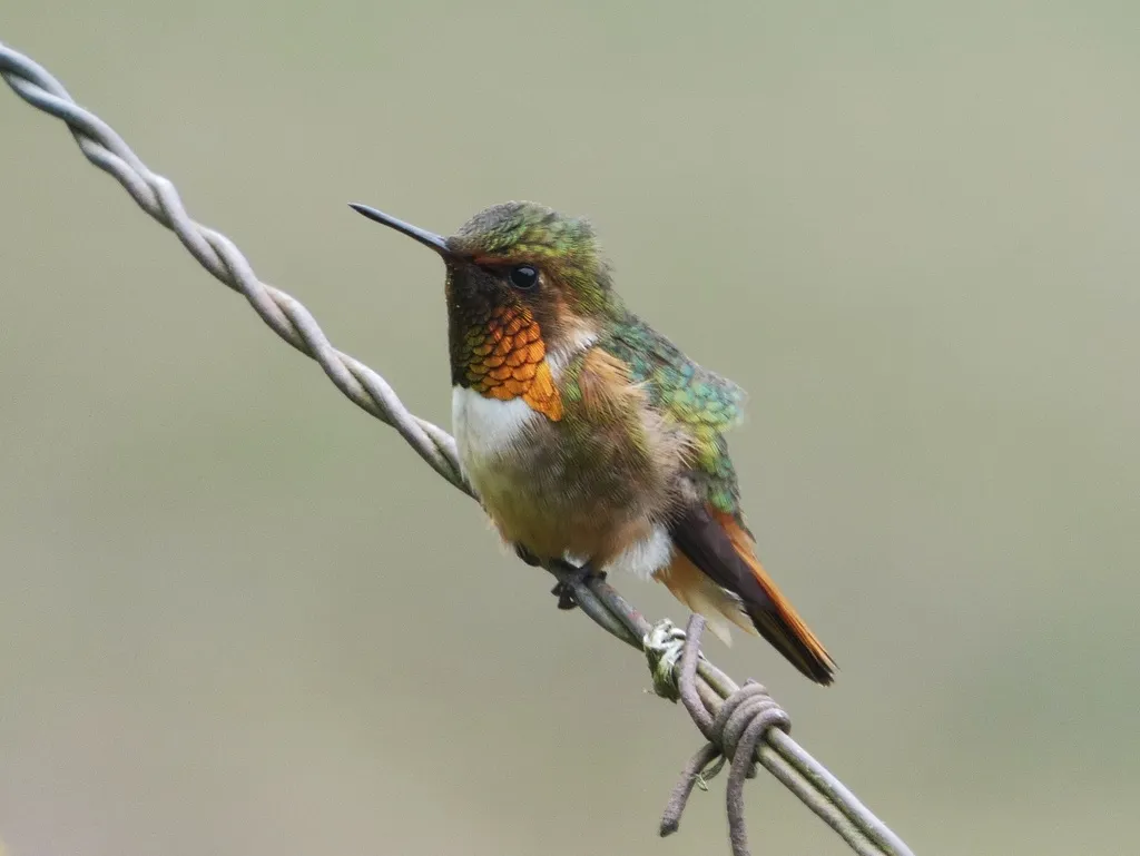 辉煌蜂鸟(Selasphorus scintilla)