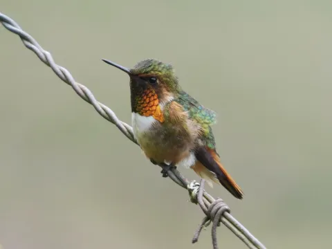辉煌蜂鸟