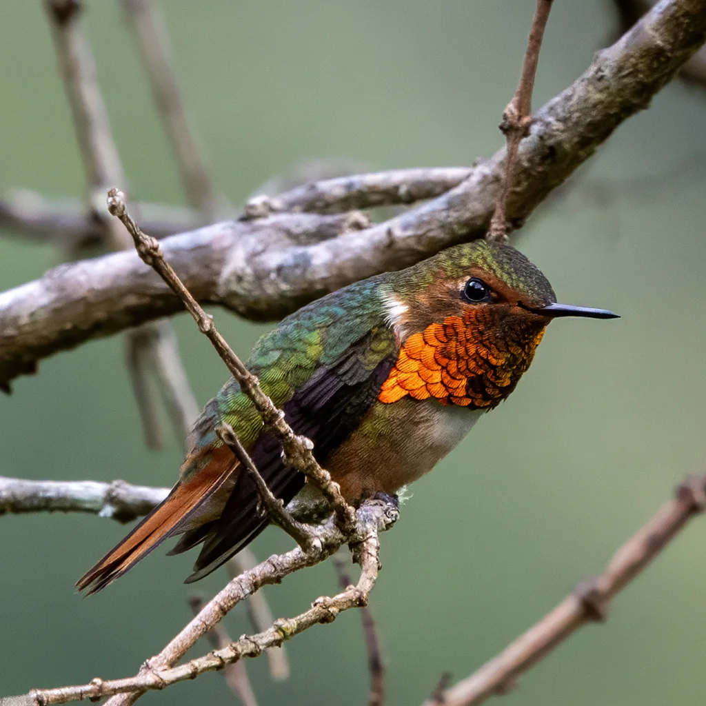辉煌蜂鸟(Selasphorus scintilla)