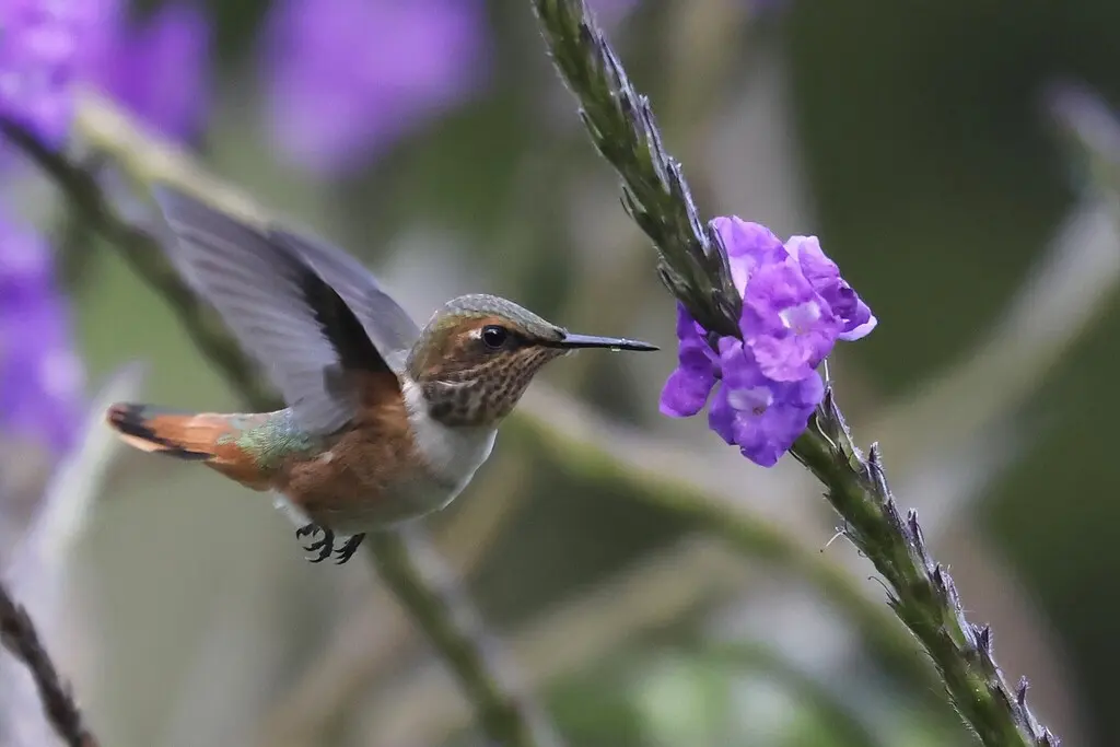 辉煌蜂鸟(Selasphorus scintilla)
