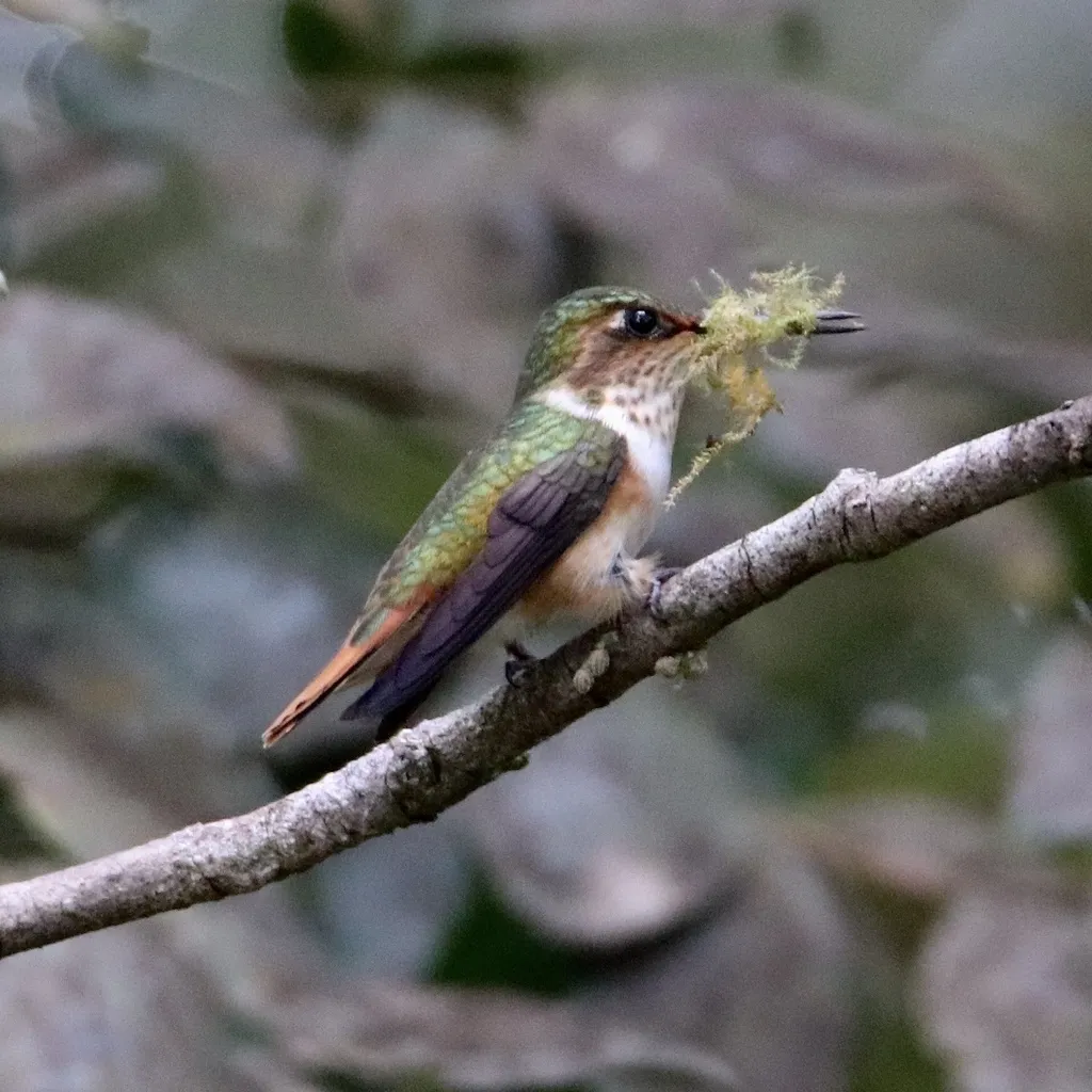 辉煌蜂鸟(Selasphorus scintilla)