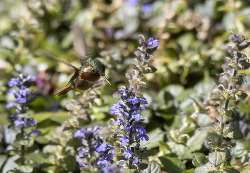 辉煌蜂鸟(Selasphorus scintilla)