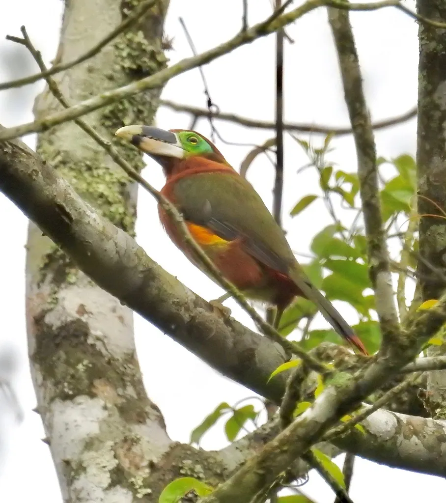 高氏小巨嘴鸟(Selenidera gouldii)