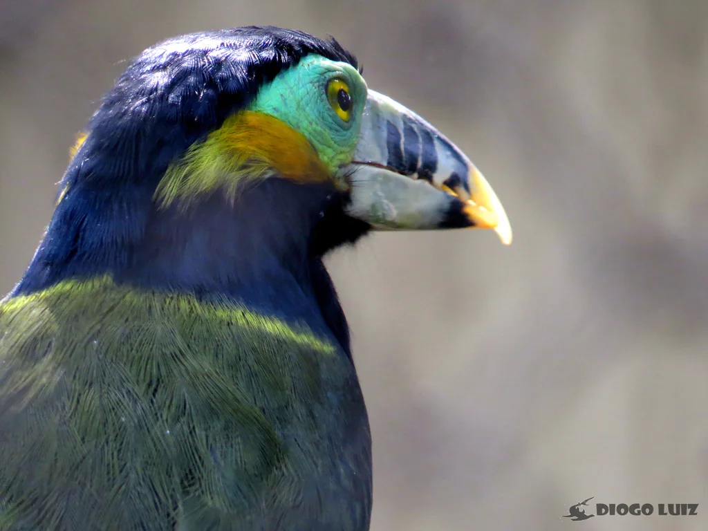 点嘴小巨嘴鸟(Selenidera maculirostris)