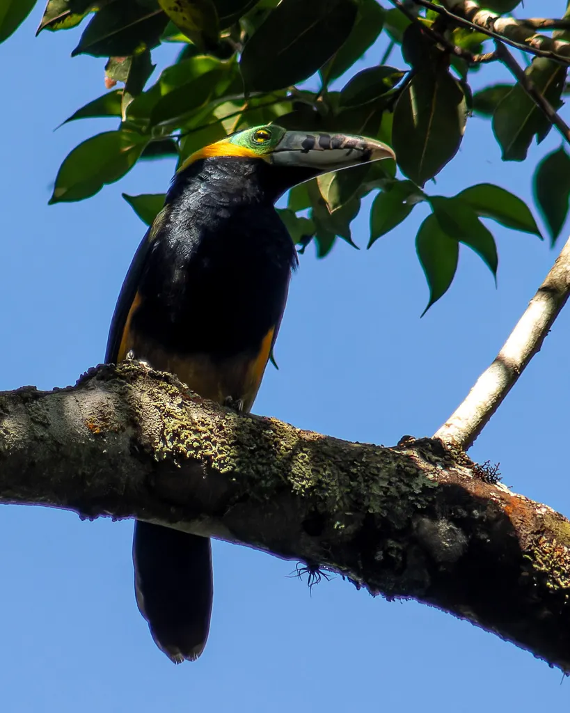 点嘴小巨嘴鸟(Selenidera maculirostris)