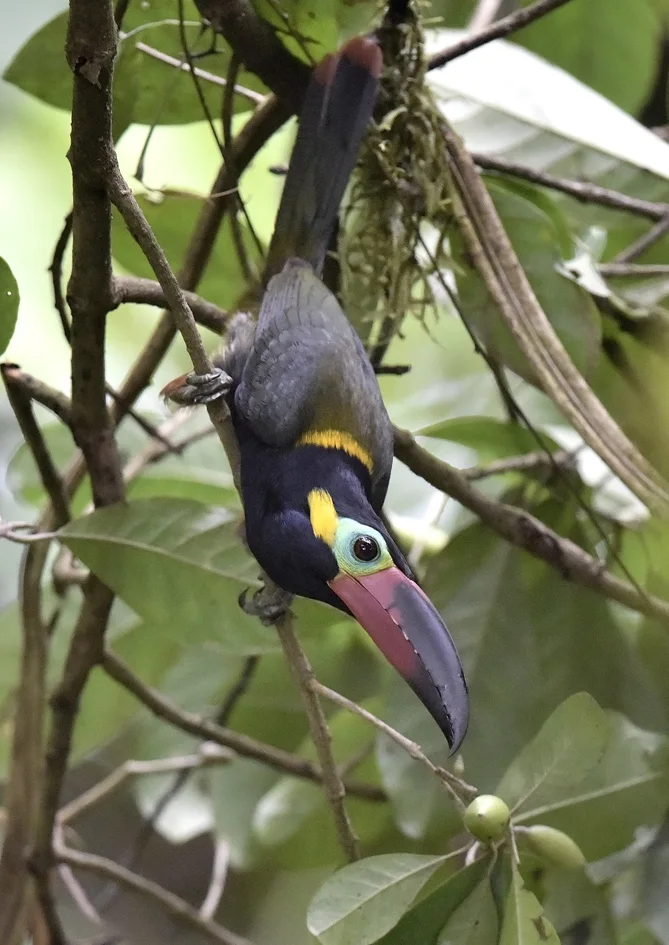 圭亚那小巨嘴鸟(Selenidera piperivora)