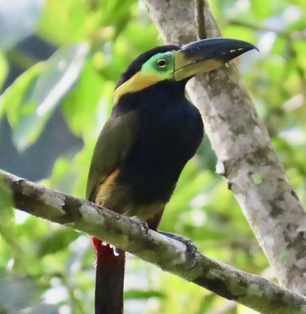 金领小巨嘴鸟（Selenidera reinwardtii）