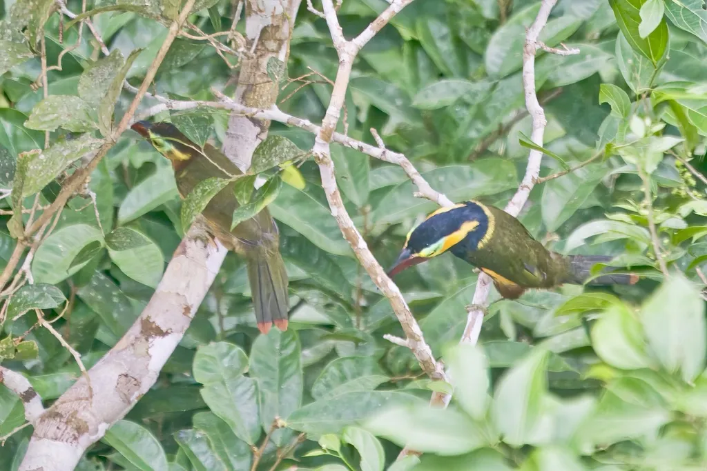 金领小巨嘴鸟（Selenidera reinwardtii）