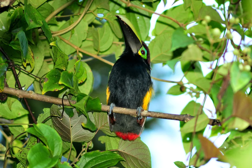 黄耳小巨嘴鸟(Selenidera spectabilis)