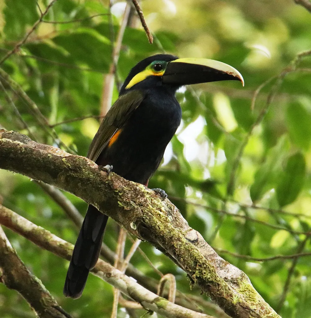 黄耳小巨嘴鸟(Selenidera spectabilis)